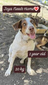 Rescue Labrador Retriever and English Pointer Dogs for Adoption in Arlington, Virginia - Joya | PetCurious