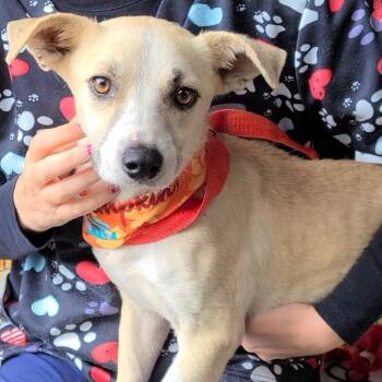 Rescue Mixed Breed Dogs for Adoption in Woolwich, Maine - Liza | PetCurious