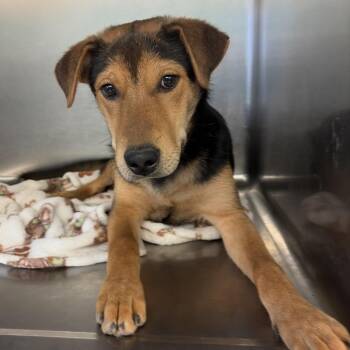 Fredo -  Shepherd Dog for Adoption in Lake Jackson, Texas - Fredo | PetCurious