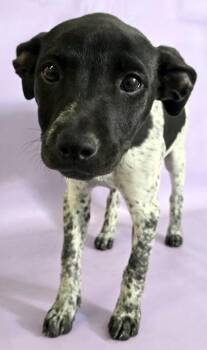 Terrier and Mixed Breed Dogs Available for Adoption in Morton Grove, Illinois - Orca | PetCurious