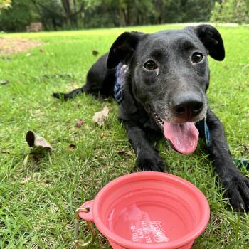 Rescue Black Labrador Retriever and Shepherd Dogs for Adoption in Fosters, Alabama - JASMINE | PetCurious