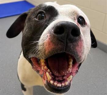 BESO -  Pit Bull Terrier and Mixed Breed Dog for Adoption in Anchorage, Alaska - BESO | PetCurious