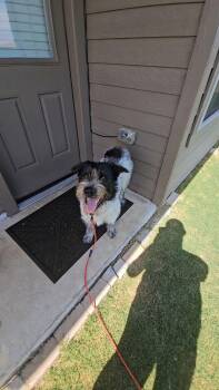 Oreo -  German Wirehaired Pointer Dog for Adoption in Pottsboro, Texas - Oreo | PetCurious