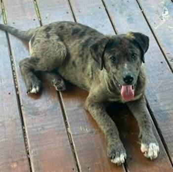 Amelia -  Catahoula Leopard Dog and Mixed Breed Dog for Adoption in West Peoria, Illinois - Amelia | PetCurious