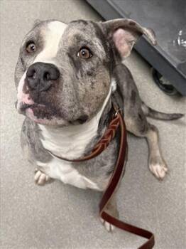 Pit Bull Terrier Dogs Available for Adoption - SASHA | PetCurious