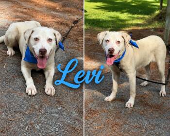 Levi -  Labrador Retriever and Pit Bull Terrier Dog for Adoption in Shillington, Pennsylvania - Levi | PetCurious
