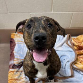 Sienna -  Pit Bull Terrier and Mixed Breed Dog for Adoption in Reno, Nevada - Sienna | PetCurious