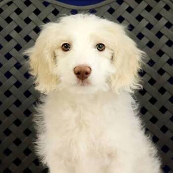 Australian Shepherd and Standard Poodle Dogs Available for Adoption in Midland, Texas - Murphy | PetCurious
