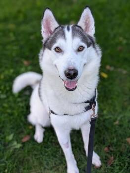 Gee (G) -  Mixed Breed Dog for Adoption in Montreal, Quebec - Gee (G) | PetCurious