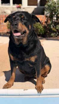 Rottweiler Dogs Available for Adoption - Doris | PetCurious