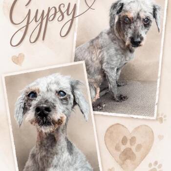 Gypsy -  Schnauzer Dog for Adoption in Spring Hill, Kansas - Gypsy | PetCurious