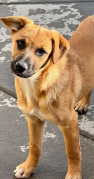 Rescue Cattle Dog and Shepherd Dogs for Adoption in Fort Lupton, Colorado - Lace | PetCurious