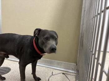 Capone (Goose) -  Mixed Breed Dog for Adoption in Lafayette, Indiana - Capone (Goose) | PetCurious