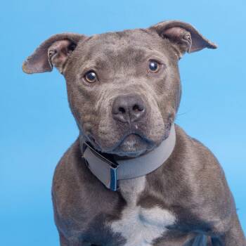Pit Bull Terrier Dogs Available for Adoption in Franklin, Tennessee - Diesel | PetCurious