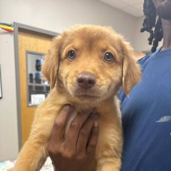 Kobe 052911U -  Shepherd and Mixed Breed Dog for Adoption in Tupelo, Mississippi - Kobe 052911U | PetCurious