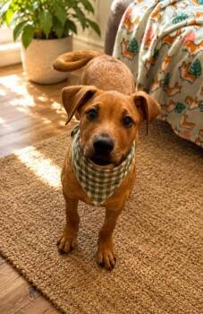Justice -  Rhodesian Ridgeback and Labrador Retriever Dog for Adoption in Phoenix, Arizona - Justice | PetCurious