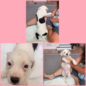 Butterfly -  Mixed Breed Dog for Adoption - Butterfly | PetCurious