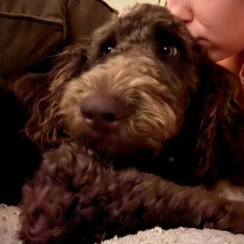 Standard Poodle and Labrador Retriever Dogs Available for Adoption in New Orleans, Louisiana - Chewie (Benefactor Dog) | PetCurious
