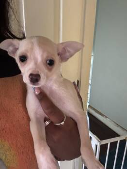 Chihuahua Dogs Available for Adoption - Sugar | PetCurious
