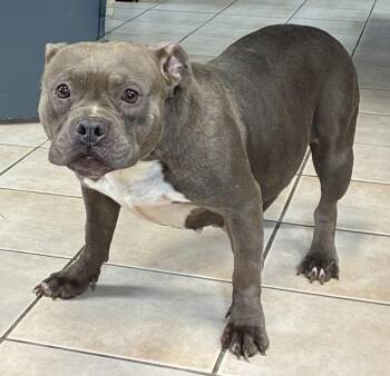 Fiona -  Pit Bull Terrier Dog for Adoption in Williamstown, Kentucky - Fiona | PetCurious