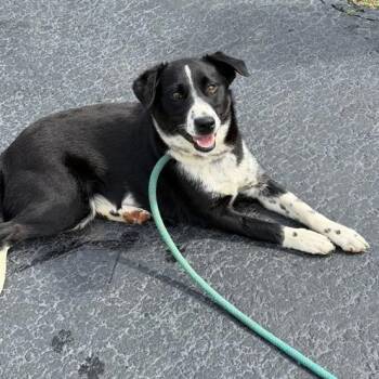 Labrador Retriever Dogs Available for Adoption in Monticello, Minnesota - Jersey **Foster Needed** | PetCurious