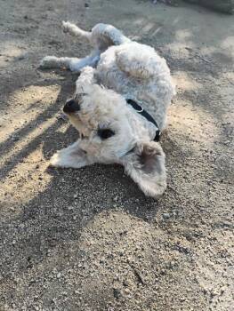 Schnauzer and Poodle Dogs Available for Adoption in Los Angeles, California - Sammy | PetCurious