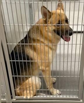 Rescue German Shepherd Dog and Husky Dogs for Adoption in Discovery Bay, California - Maximiliano (Max) | PetCurious