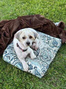 Dachshund Dogs Available for Adoption in Germantown, Ohio - Highway Steve | PetCurious