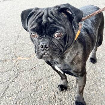 Shaboozy -  Pug Dog for Adoption in Chico, California - Shaboozy | PetCurious