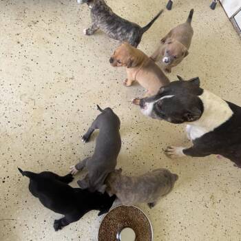 KIRK 1873 -  Staffordshire Bull Terrier and Mixed Breed Dog for Adoption in Loxahatchee Groves, Florida - KIRK 1873 | PetCurious