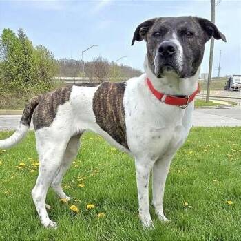 Penny -  Pit Bull Terrier and Mixed Breed Dog for Adoption in Brock, Texas - Penny | PetCurious