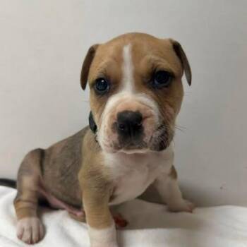 Peppermint -  Pit Bull Terrier Dog for Adoption in Jarrettsville, Maryland - Peppermint | PetCurious