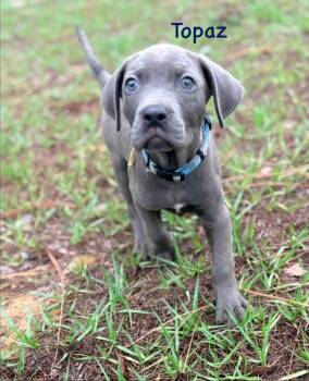 Labrador Retriever and Mixed Breed Dogs Available for Adoption in St. Augustine, Florida - Topaz | PetCurious