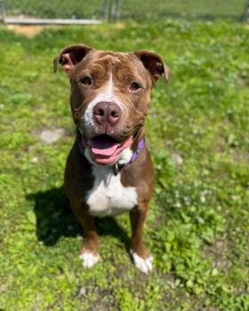 Rescue Mixed Breed Dogs for Adoption in Philadelphia, Pennsylvania - Elise | PetCurious
