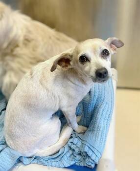 Chihuahua and Mixed Breed Dogs Available for Adoption - PAWN | PetCurious