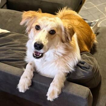 Luna Sept Ut PDR -  Cattle Dog Dog for Adoption in Las Vegas, Nevada - Luna Sept Ut PDR | PetCurious