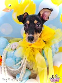 Zeta -  Chihuahua Dog Available for Adoption in Winchester, Kentucky - Zeta | PetCurious