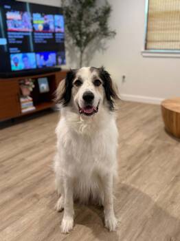 Frankie -  Great Pyrenees Dog for Adoption in Mckinney, Texas - Frankie | PetCurious