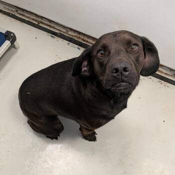 Cooper -  Black Labrador Retriever Dog for Adoption in Chico, California - Cooper | PetCurious