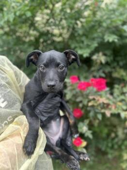 Christie -  Black Labrador Retriever Dog for Adoption in Gulfport, Mississippi - Christie | PetCurious