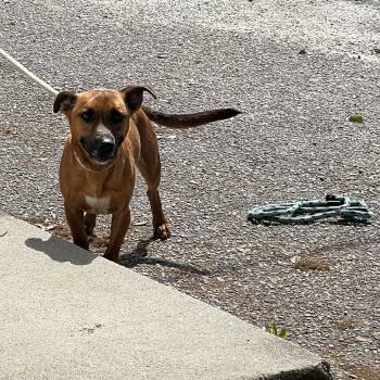 Mixed Breed Dogs Available for Adoption - Cashew | PetCurious