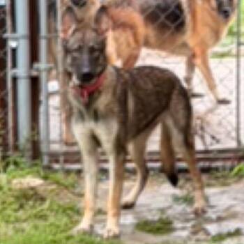 Casper -  German Shepherd Dog Dog for Adoption in Edinburg, Texas - Casper | PetCurious