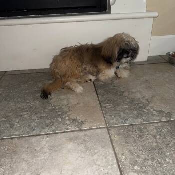 Rescue Shih Tzu Dogs for Adoption in Fresno, California - Eddie / Chupa | PetCurious