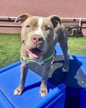 Pit Bull Terrier Dogs Available for Adoption in San Francisco, California - HORCHATA LATTE | PetCurious