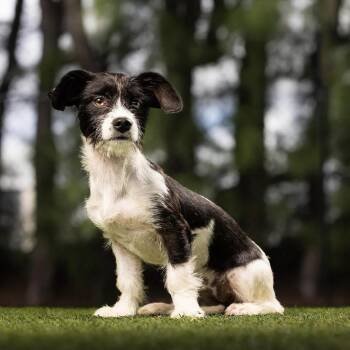 Prada -  Mixed Breed Dog for Adoption in Jupiter, Florida - Prada | PetCurious