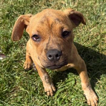 Rescue Pit Bull Terrier and Mixed Breed Dogs for Adoption in Monroe, Michigan - Willie Pup | PetCurious