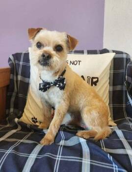 Terrier Dogs Available for Adoption in Midland, Virginia - Jolly Rodger | PetCurious