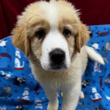 Surf -  Great Pyrenees and Bernese Mountain Dog Dog Available for Adoption - Surf | PetCurious