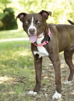 Crumbl -  Mixed Breed Dog for Adoption in Hamilton, Ohio - Crumbl | PetCurious