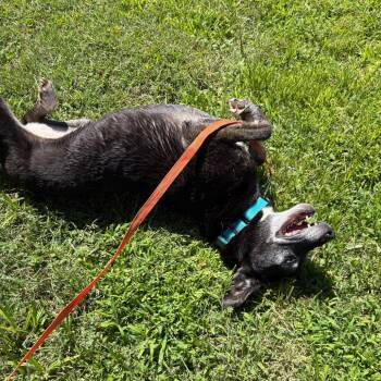 Minerva -  Labrador Retriever and Siberian Husky Dog for Adoption in San Jacinto, California - Minerva | PetCurious